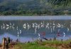 Orgullo venezolano: la Laguna de Unare es nominada como Destino Verde Líder de Sudamérica en los World Travel Awards 2026 y busca el voto de todos