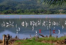 Orgullo venezolano: la Laguna de Unare es nominada como Destino Verde Líder de Sudamérica en los World Travel Awards 2026 y busca el voto de todos