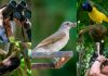 Un paraíso con alas: el aviturismo consolida a la nación venezolana como el destino perfecto para los amantes de la naturaleza
