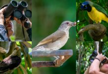 Un paraíso con alas: el aviturismo consolida a la nación venezolana como el destino perfecto para los amantes de la naturaleza