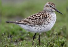 Registran por primera vez al playerito dorado en Portuguesa, un hallazgo clave para la supervivencia de esta especie amenaz@da