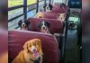 Colegio para perros: en Canadá las mascotas van a las guarderías caninas para no quedarse solos en casa mientras sus dueños trabajan (+ Fotos)