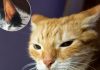 Los gatos ignoran tus llamadas con absoluta precisión: tienen 32 músculos en cada oreja y son capaces de reconocer la voz de sus dueños entre varias voces desconocidas