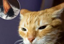 Los gatos ignoran tus llamadas con absoluta precisión: tienen 32 músculos en cada oreja y son capaces de reconocer la voz de sus dueños entre varias voces desconocidas