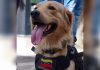 “Lara”, la canina rescatista de Barquisimeto que busca sobreviviÊntes entre los escÔmbros en Tucacas tras los sismÔs