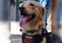 “Lara”, la canina rescatista de Barquisimeto que busca sobreviviÊntes entre los escÔmbros en Tucacas tras los sismÔs