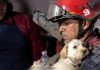 Misión Nevado y organizaciones animalistas despliegan operativo de resc@te y atención veterinaria para mascotas afectÄdas por los sismös