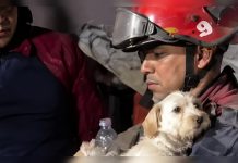 Misión Nevado y organizaciones animalistas despliegan operativo de resc@te y atención veterinaria para mascotas afectÄdas por los sismös