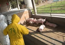 Autoridades sanitarias de Moldavia decretan cuarentena tras confirmar nuevo brote de pËste porcina