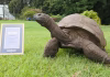 La tortuga Jonathan es reconocida oficialmente como el animal terrestre vivo más longevo del mundo actual (+ Video)