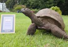 La tortuga Jonathan es reconocida oficialmente como el anÏmal terrestre vivo más longevo del mundo actual (+ Video)