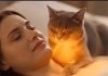 El gato no solo ronronea porque está feliz: está aplicando ultrasonido biológico para curar tus huesos y bajar tu presión artêrial