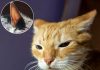 Los gatos ignorar tus llamadas con absoluta precisión: tienen 32 músculos en cada oreja y son capaces de reconocer la voz de sus dueños entre varias voces desconocidas