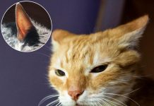 Los gatos ignorar tus llamadas con absoluta precisión: tienen 32 músculos en cada oreja y son capaces de reconocer la voz de sus dueños entre varias voces desconocidas