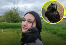 Los cuervos tienen una memoria más pelïgrosa de lo que imaginas: no solo recuerdan tu cara por años, sino que le enseñan a sus crías a odïarte si los molestaste