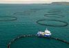Potencia marina: América Latina y el Caribe logran un superávit récord de 21 mil millones de dólares en exportaciones pesqueras y acuícolas
