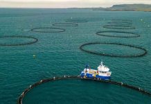 Potencia marina: América Latina y el Caribe logran un superávit récord de 21 mil millones de dólares en exportaciones pesqueras y acuícolas