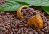Autoridades entregaron oficialmente la Ley del Cacao en Miranda y apuestan por una meta de dos mil 500 kilos por hectárea anuales