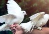 El misterio cuántico de las palomas mensajeras: descubren cómo logran orientarse sin ver el sol