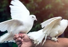 El misterio cuántico de las palomas mensajeras: descubren cómo logran orientarse sin ver el sol