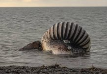 Alemania será el escenario de la autøpsia de la ballena Timmy este jueves: el cädáver corre el rïesgo de expløtar por los gases que contiene