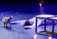 Sorpresiva irrūpción de un gato cambia el trágĪco final de Romeo y Julieta en Turquía (+ Video)
