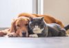 Valencia acogerá el primer congreso internacional de medicina para mascotas en Venezuela