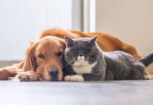 Valencia acogerá el primer congreso internacional de medicina para mascotas en Venezuela