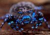 Descubrimiento en el mundo animal: hallaron araña cangrejo que brilla de color azul y decenas otros ejemplares nuevos (+ Detalles)