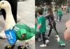 El pato Merlín revoluciona el Mundial de 2026: de las calles mexicanas a conquistar también Canadá (+ Video)