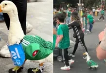El pato Merlín revoluciona el Mundial de 2026: de las calles mexicanas a conquistar también Canadá (+ Video)