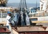 Venezuela y Suriname fortalecen relación bilateral en materia pesquera: buscan afianzar el procesamiento de la proteína marina bajo estándares internacionales