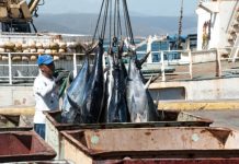Venezuela y Suriname fortalecen relación bilateral en materia pesquera: buscan afianzar el procesamiento de la proteína marina bajo estándares internacionales