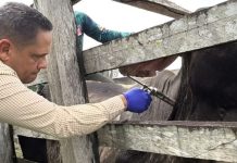 Plan Nacional de Vacunación contra la FiËbre Aftos@ proyecta inmunizar 10.000 bovinos en la Guayana Esequiba
