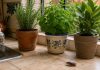 ¿Cucarachas en casa?: Hay plantas que podrían ayudarte a mantenerlas lejos de forma natural y que se consiguen en cualquier parte