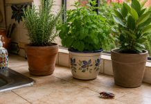 ¿Cucarachas en casa?: Hay plantas que podrían ayudarte a mantenerlas lejos de forma natural y que se consiguen en cualquier parte