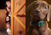 Netflix revive la nostalgia con «Scooby-Doo: Origins»: Inicia el rodaje del live-action que revela el primer caso de Mystery Inc.