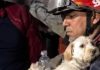 Cada vida cuenta: brigadas de búsqueda rescatan mascotas en zonas afectadas por los terremotØs
