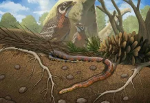 Descubren en Brasil un excepcional fósil de serpiente de entre 85 y 75 millones de años que podría ser la especie más antigua conocida
