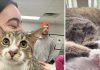Toby, el gatito de 28 dedos que iguala un récord mundial Guinness tras más de dos décadas