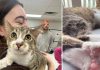 Toby, el gatito de 28 dedos que iguala un récord mundial Guinness tras más de dos décadas