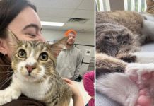 Toby, el gatito de 28 dedos que iguala un récord mundial Guinness tras más de dos décadas