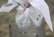 Especialistas recomiendan a México incorporar la vacuna contra el dengue a su estrategia nacional de salud