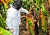 Ecuador confirma el segundo caso de la temida plagä Fusarium Raza 4 en una finca bananera de El Oro
