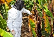 Ecuador confirma el segundo caso de la temida plagä Fusarium Raza 4 en una finca bananera de El Oro