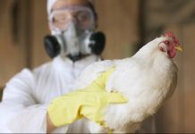 Sistemas de rastreo satelital y análisis médico descartan brötes de influenza aviar en la fauna del extremo sur del continente de Chile