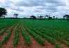 «Venezuela produce entre el 70% y el 80% de sus alimentos»: Confagan plantea al sector agrícola como motor nacional