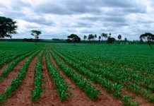 «Venezuela produce entre el 70% y el 80% de sus alimentos»: Confagan plantea al sector agrícola como motor nacional