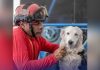 Un hogar para los héroes: Tsunami, el perro rescatista y su cuidador Jorge recibirán una nueva vivienda