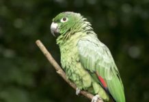 ¡Panchito está vivo! Rescatan entre los escombrõs a un loro en La Guaira (+ Video)